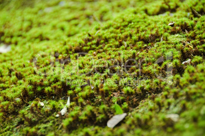 Moss