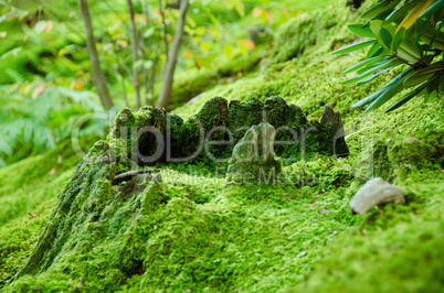 Moss on forest floor