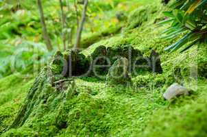 Moss on forest floor