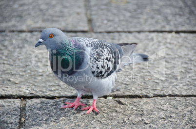 Rock Dove