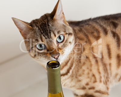 Cute kitten sniffing wine bottle