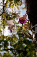 Backlit orchid growing from tree