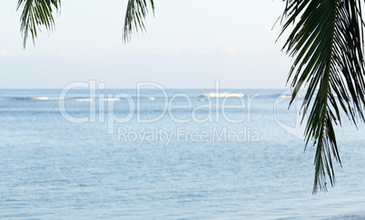 Palm fronds frame ocean