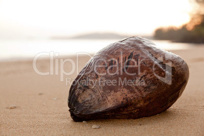 Close up coconut on beach at dawn