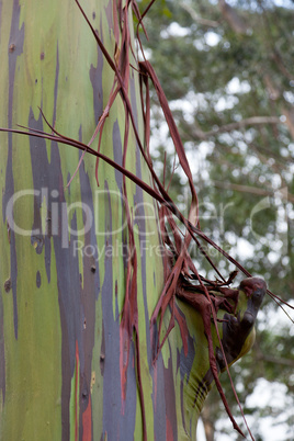 Trunk of eucalyptus tree