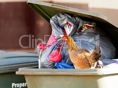 Hen in trash container