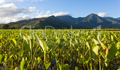 Hanalei Valley in Kauai