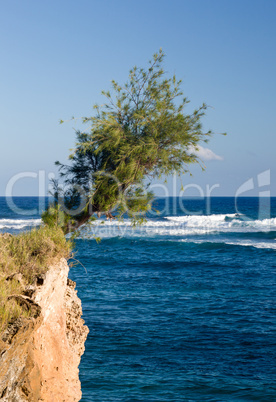 Tree perching on barren cliff face