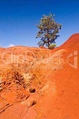 Single bush in dry red rocks