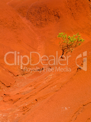 Single bush in dry red rocks