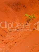 Single bush in dry red rocks