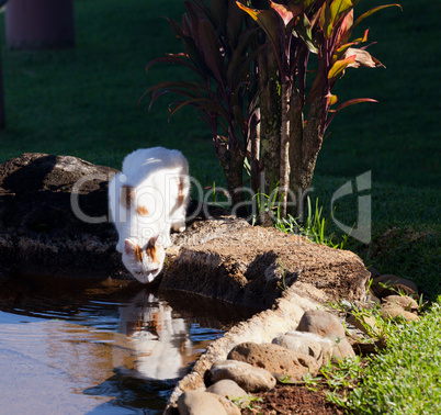 Cat drinking from pool in garden