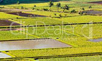 Hanalei Valley in Kauai