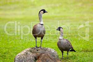 Pair of nene geese