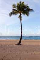 Palm trees at dawn in Waikiki