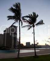 Palm trees at dawn in Waikiki