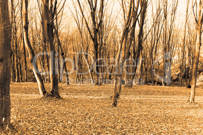 Autumn forest. Sepia
