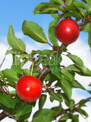 Plum fruits