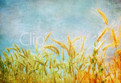 Grunge image of wheat field