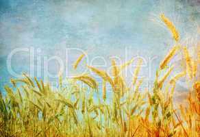 Grunge image of wheat field