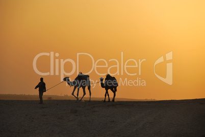 kamele in der wüste