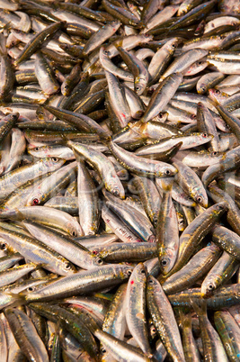 fresh fish at a fish market