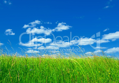 green grass and blue sky background