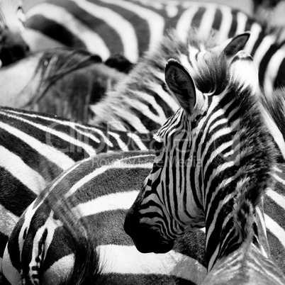 pattern of zebras