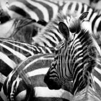 pattern of zebras