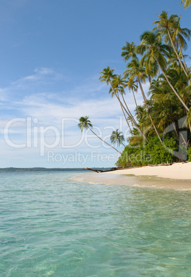 tropical island - sea, sky and palm trees