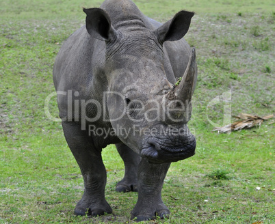 White Rhinoceros