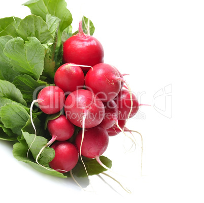 Fresh Radish