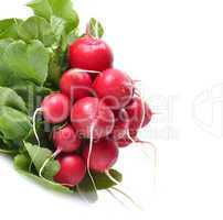 Fresh Radish