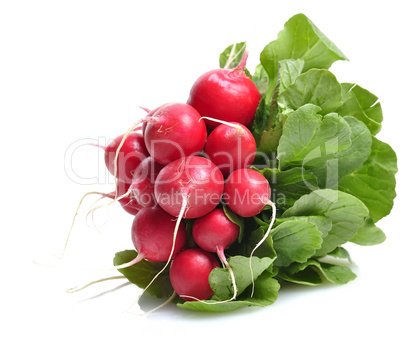 Fresh Radish