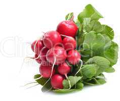 Fresh Radish