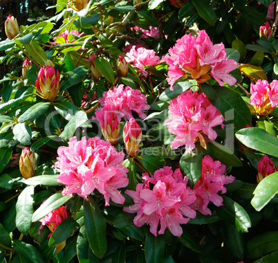 Pink rhododendron bush