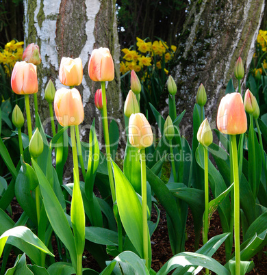 Peach color tulips with birch tree and sun light.