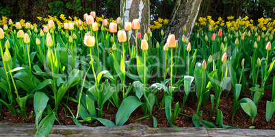 Peach soft beautiful tulips