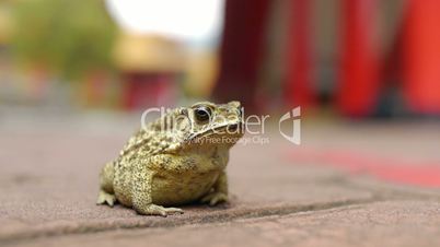 Frog at Taiwan Temple