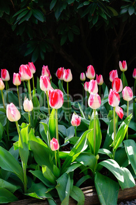 Pink flower bed of tulips with black background.