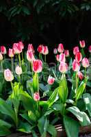 Pink flower bed of tulips with black background.