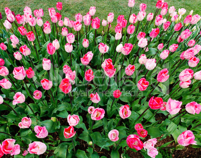 Pink tulip flowers large flower bed bloom.