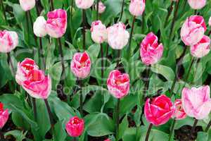 Pink flower bed of tulips with black background.