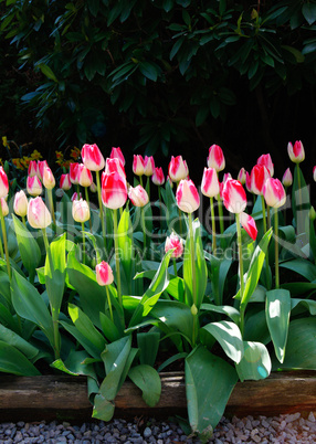 Beautiful tulip fiends in spring time