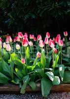 Beautiful tulip fiends in spring time