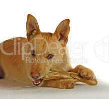 Jack Russel Terrier mit einem Hundeknochen