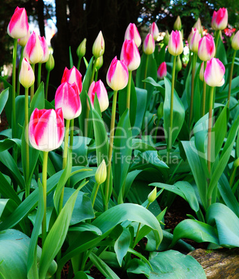 Beautiful tulip fiends in spring time