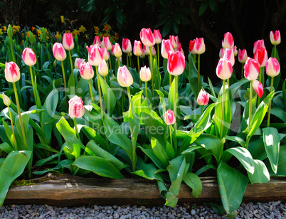 Pink flower bed of tulips