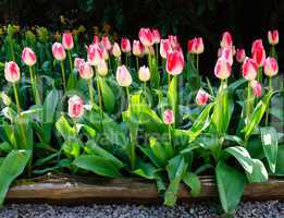 Pink flower bed of tulips