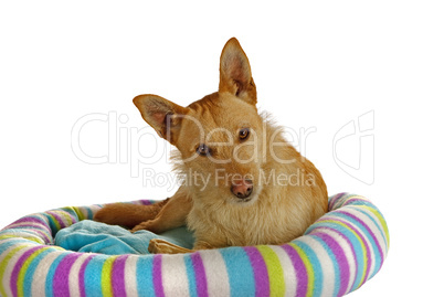 Jack Russel Terrier auf seinem Hundebett